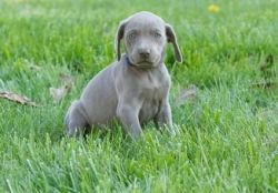 male and female Weimaraner puppies