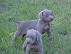 ACA Weimaraner puppies available now!