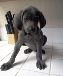 Quality Weimaraner Puppies For Sale