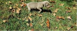 Weimaraner puppies! Male and females. Shots will be up todate.