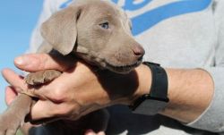 Weimaraner puppies available for sale