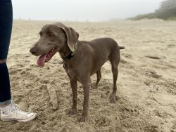 Year old pure Weimaraner for sale