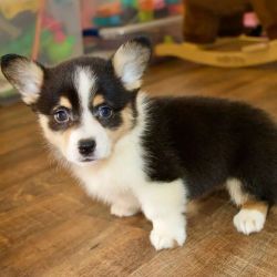Quality Welsh Corgi Puppies For Sale
