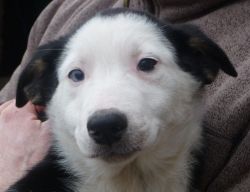 Welsh Collie Pups For Sale
