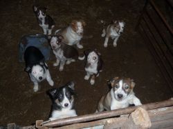 Welsh Collie Pups For Sale