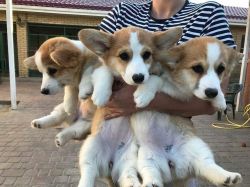 AKC Registered Corgi Puppies For Sale