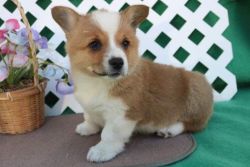 Adorable AKC Registered Corgi Puppies For Sale