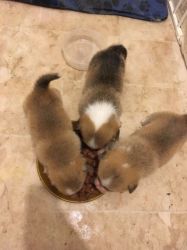 Sweet Male and female Pembroke Welsh Corgi Puppies