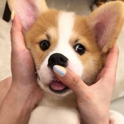 Female corgi pup very first professional grooming and LOVED it!