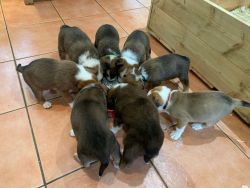 Welsh sheepdog puppies for sale