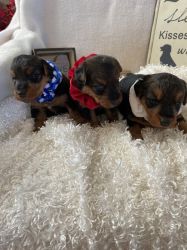 Welsh Terrier Puppies for Sale
