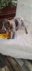 Cute Wirehaired Pointing Griffon Puppies