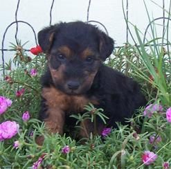 welsh terrier puppies for sale
