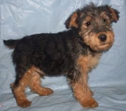 Extremely Cute Welsh Terrier Puppies Available for sale.