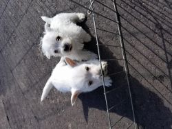 fearless west highland white Terrier Puppies