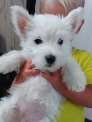 Westie puppies available