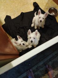 beautiful, playful, healthy West Highland White terriers