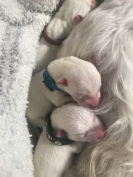 Seven Westie Puppies Just Born
