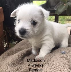 West Highland White Terrier Full bred Puppies for Sale