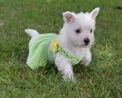 Adorable West Highland White Terrier Puppies.