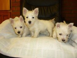 11 Weeks Old and West Highland Terrier Puppies.