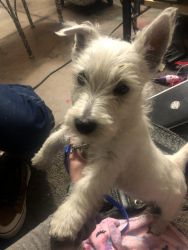 Still Available! Male Westie Puppy