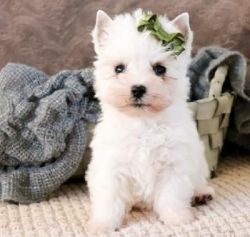 West Highland White Terrier - Westie Puppies For Sale.