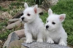 West Highland White Terrier - Westie Puppies For Sale