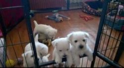 Sweet West Highland Terrier Puppies Ready To Go Now