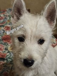 West Highland terrier / westie 2 females