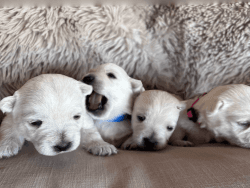 Gorgeous Westie Puppies