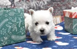 West Highland White Terrier puppies for sale