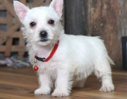 West Highland White Terrier puppies ready