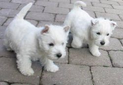 Adorable West Highland Terrier Puppies
