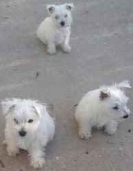 Westhighland White Terriers