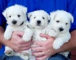 West Highland xxxxxxxxxx Terrier Puppies.