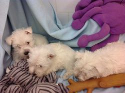 West Highland Terrier Puppies, Just Lovely.