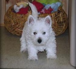 Purebred West Highland White Terrier Pups For Sale