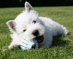 Male And Female West highland terrier