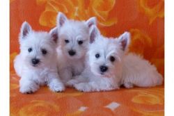 West Highland White Terrier Puppies For Sale .