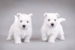 West Highland Terrier Puppies Now Available