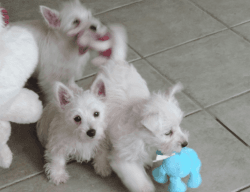 West Highland White Puppies For Sale.