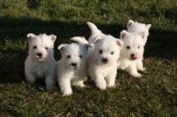 West Highland Terrier Pups For Sale