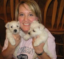 Westhighland terrier puppies