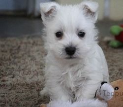 West Highland Terrier puppies available for sale