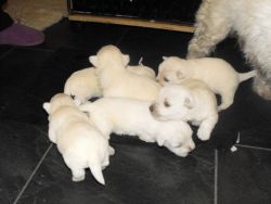 White West Highland Pups For Sale