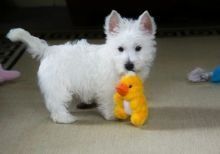 West Highland White Terrier Available