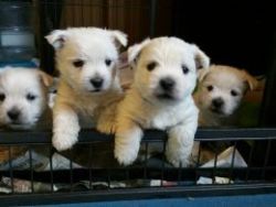 Gorgeous Westie Puppies Seek Forever Families