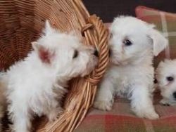 Stunning West Highland Terrier Puppies