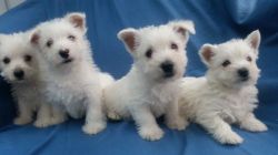Male and female west highland Terrier